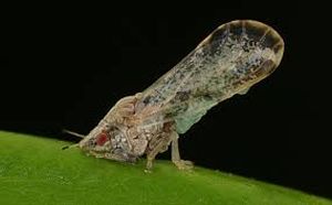 uploads/images/pest/sesame leaf hopper.jpg